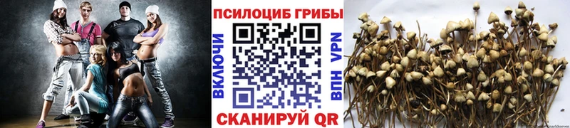 мориарти телеграм  купить наркоту  мега зеркало  Избербаш  Псилоцибиновые грибы MAGIC MUSHROOMS 
